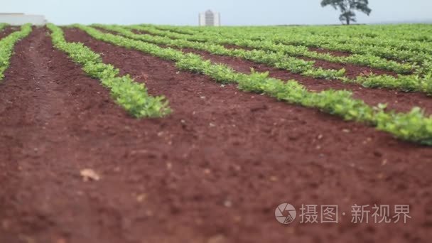 花生种植叶子视频