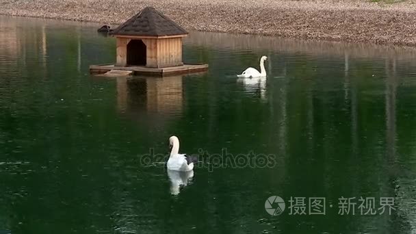 对白色天鹅和一个黑天鹅上有一个小房子鸭池塘短视频