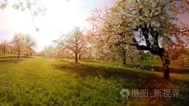 树木在春天花植物自然背景夏季鸟瞰图