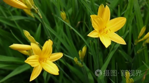 在花园里开花黄色黄花菜视频