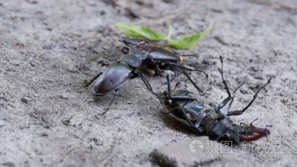 锹虫鹿沿地面推压碎的死甲虫视频