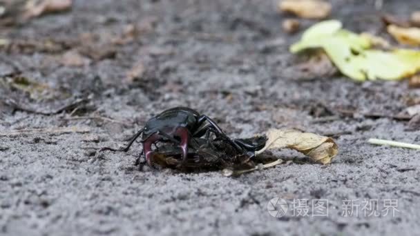 锹虫鹿沿地面推压碎的死甲虫视频