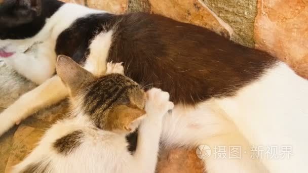 从她的母亲喝牛奶的猫宝宝视频