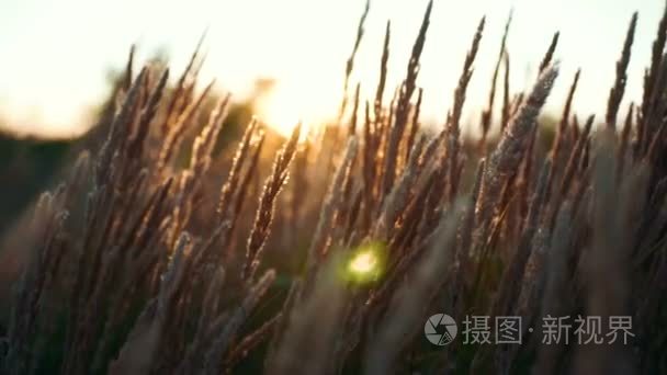 在日落 orsunrise 光草领域花的特写。多彩的自然背景