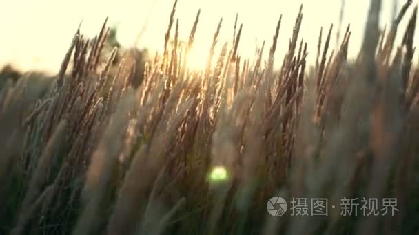 在日落 orsunrise 光草领域花的特写。多彩的自然背景
