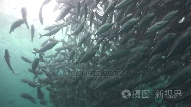 大学校的肥壮鲹鱼视频