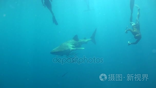 三潜水和鲸鱼鲨鱼视频