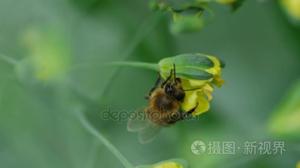 蜜蜂的甘蓝类蔬菜花上视频