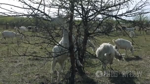 国内山羊放牧在字段中视频