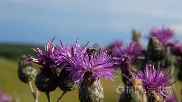 蜜蜂对紫蓟花在阳光灿烂的日子视频