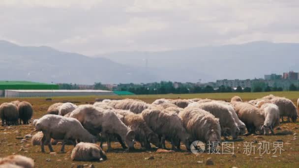 群羊放牧在字段中视频