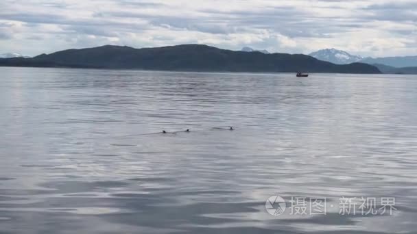 鸭子在挪威海的一个山风景背景视频