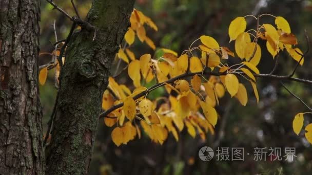 在植物园视频