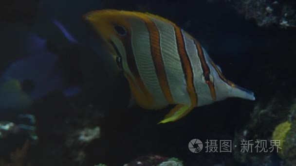 五彩斑斓的热带鱼游泳附近其他海洋生物，超高清 4k，真正全直肠系膜切除