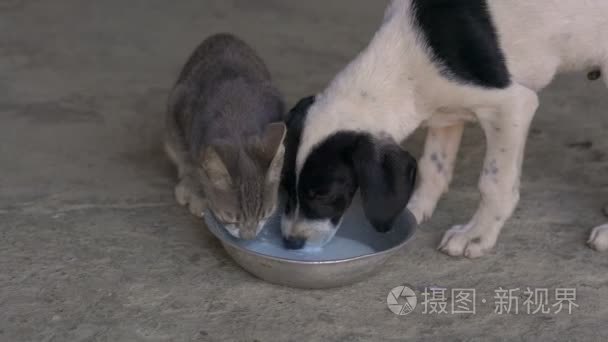 小狗和小猫吃同一碗视频