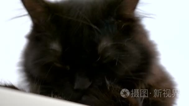 可爱大黑色缅因浣熊猫舔爪子视频