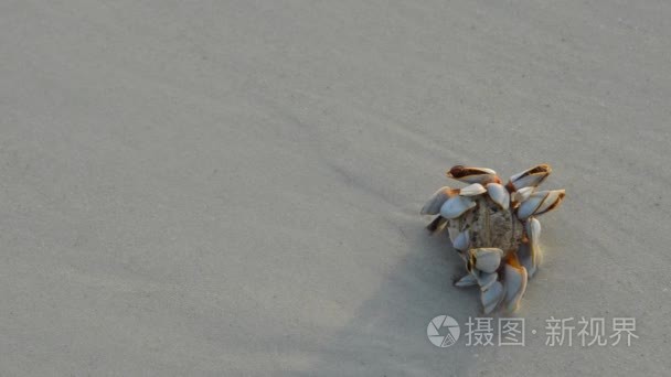 非洲警察用武力审问被指控的白种人。视频