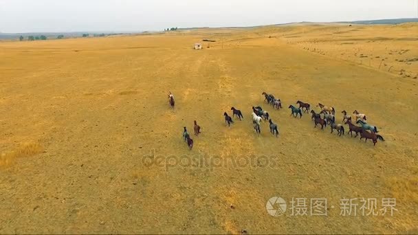 一群马运行野生马马术动物视频