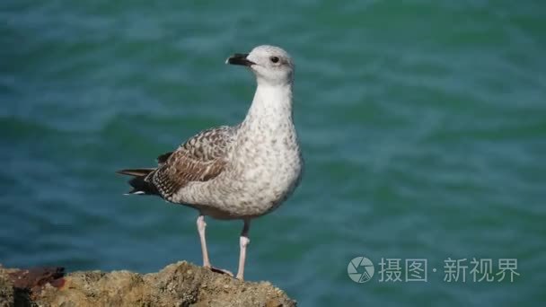 海鸥在海边岩石上栖息视频