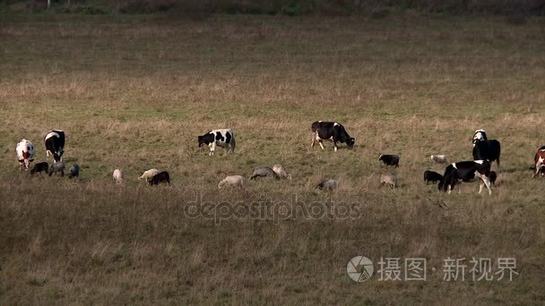 几个牛和羊在秋天的草原上放牧视频