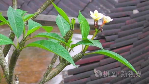 花和雨视频