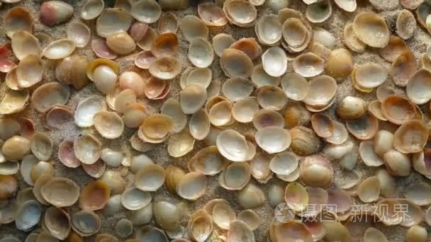 在沙滩上的小贝壳视频