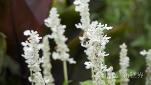 蜜蜂在白色花朵上采集花蜜视频