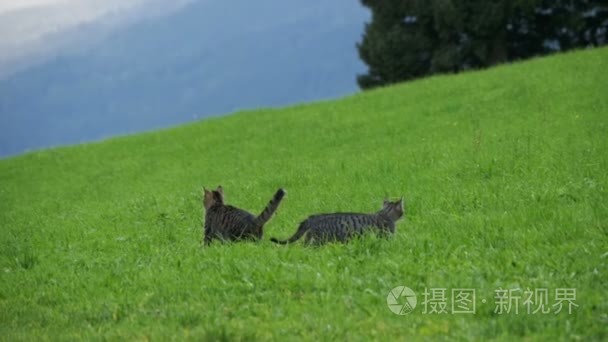 两只顽皮的小灰猫在奥地利山区的绿色草地上玩耍和奔跑。慢动作视频