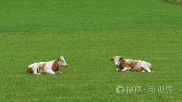 牛躺在高山牧场的青草上视频