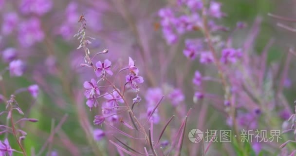 春风中的草原上的野紫罗兰花