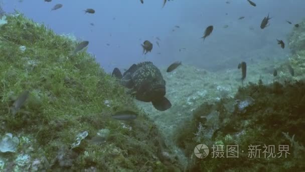 地中海礁的石斑鱼视频