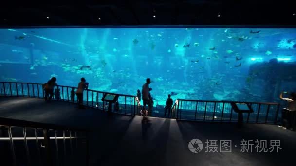 新加坡圣淘沙岛海洋水族馆视频