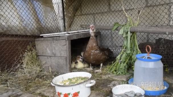 鸭妈妈在为他的小鸭子辩护。麝香鸭养殖场的维护视频