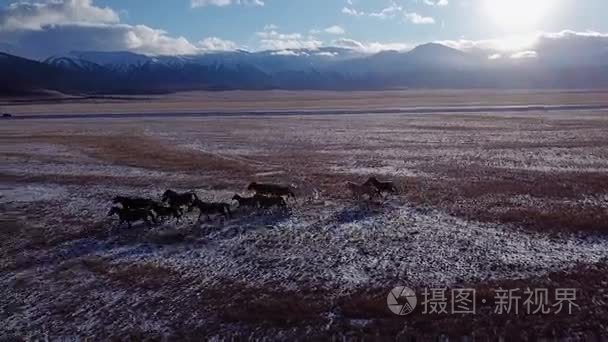 野马群奔跑在草甸空中飞过冬天草原与雪自然狂放的生活秀丽动物种马奔腾日落闪耀冒险自由生态学概念