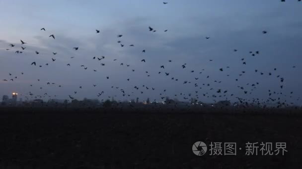 数以百计的乌鸦飞向天空视频