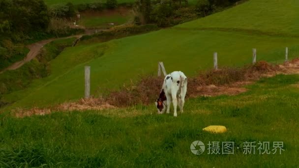 在绿绿的草地上吃草的母牛视频