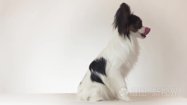 美丽的年轻的雄性狗大陆玩具猎犬比坐在和幻灯片向后的白色背景股票素材视频