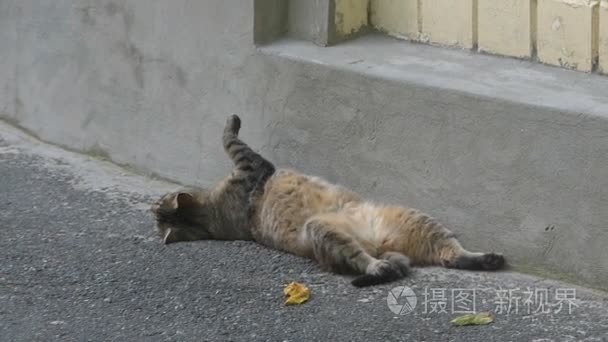 一只滑稽的猫在它的后面传播它的后面爪子视频