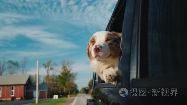 一只好奇的狗从车窗里望出去, 它穿过一个小镇。在美丽的天空背景下