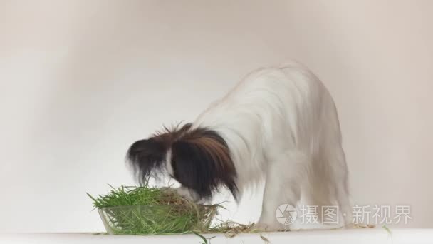 美丽的年轻男性狗大陆玩具猎犬比吃新鲜的发芽燕麦在白色背景股票录像视频