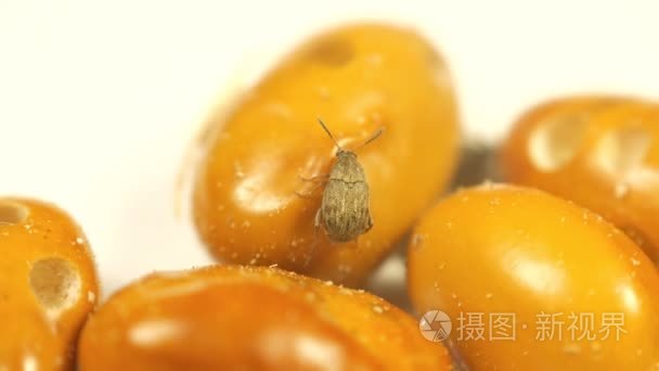 菜豆象小虫甲虫感染黄棕色绿豆视频