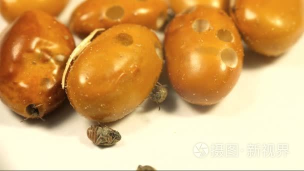 菜豆象小虫甲虫感染黄棕色绿豆视频