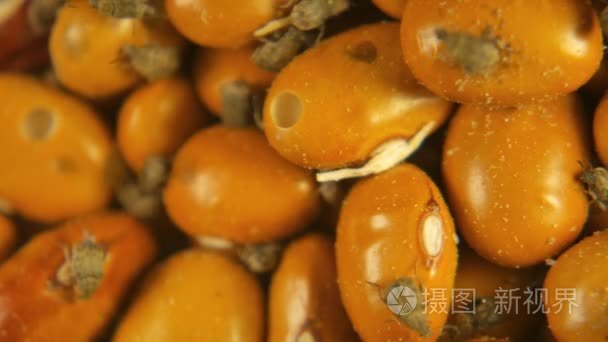 菜豆象小虫甲虫感染黄棕色绿豆视频