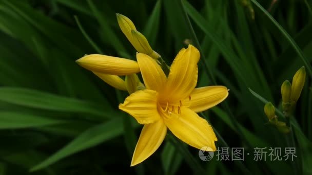 在花园里开花黄色黄花菜视频