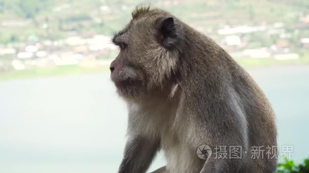 巴厘岛森林里的猴子视频