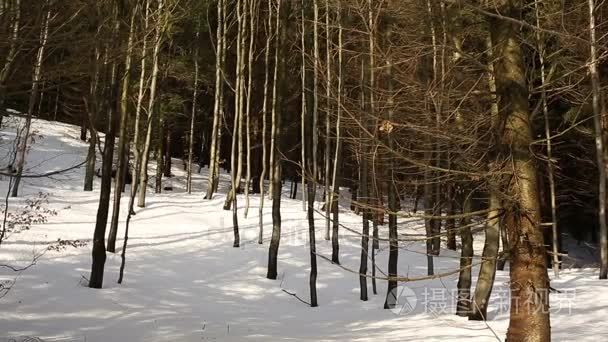 山毛榉 sylvatica 的一个年轻山毛榉森林的森林山冬天森林  雪盖以一个大层数  优质生态系统和群落生境