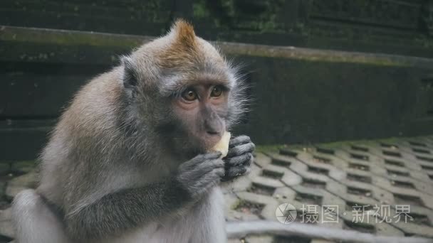 特写恒河猴拿着食物吃视频