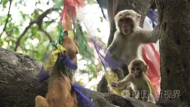 树上的猴子家庭视频