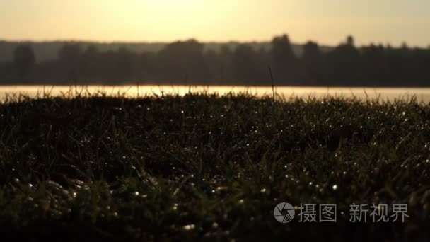 日落时湖岸边洒满露珠的青草视频