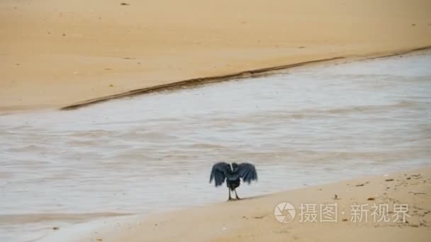 海滩上的太平洋礁鹭视频